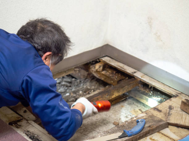 Best Local Mold Removal Service  in White Sulphur Springs, MT