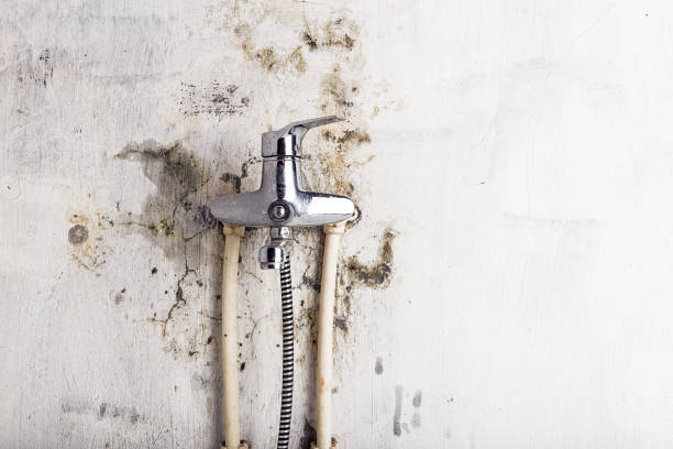 Certified Mold Removal in White Sulphur Springs, MT