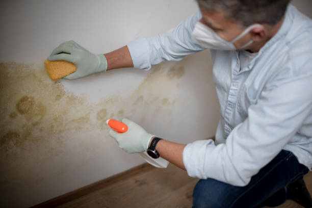 White Sulphur Springs, MT Mold Removal Company