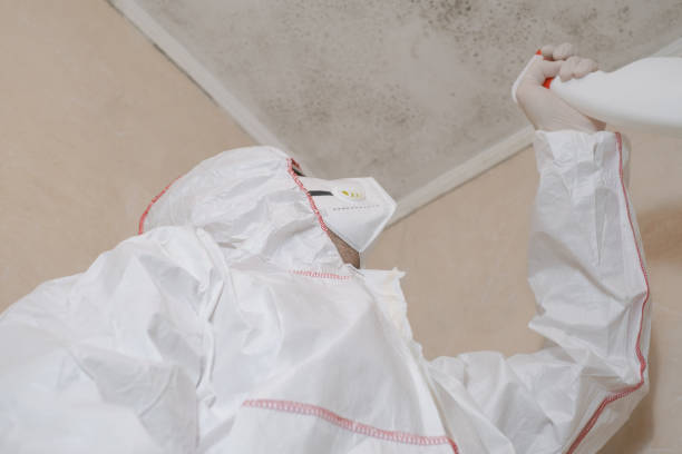 Office Mold Removal Services in White Sulphur Springs, MT