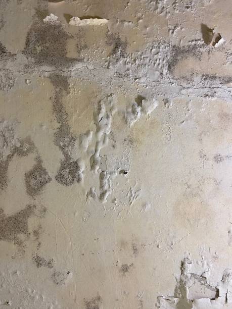 Best Professional Mold Removal  in White Sulphur Springs, MT