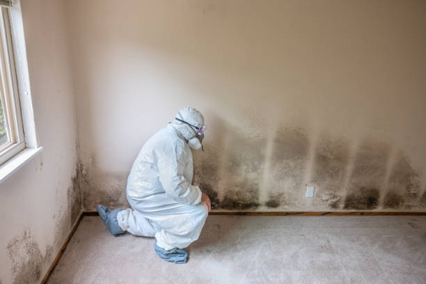 Best Attic Mold Removal  in White Sulphur Springs, MT