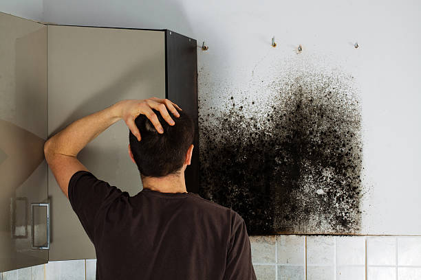 Best Mold Removal Near Me  in White Sulphur Springs, MT