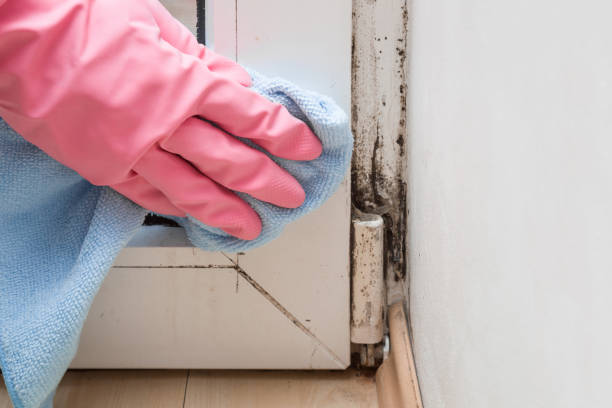 Best Emergency Mold Removal  in White Sulphur Springs, MT