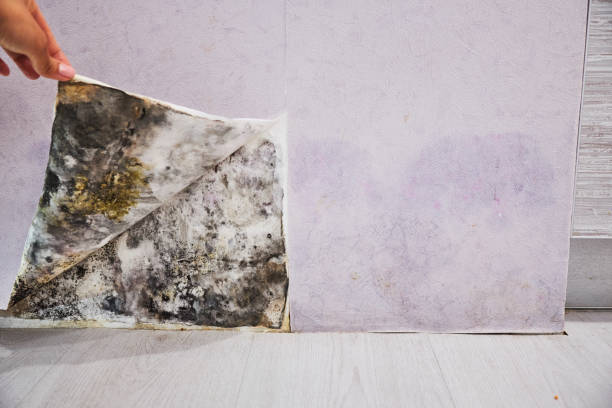 Home Mold Removal in White Sulphur Springs, MT